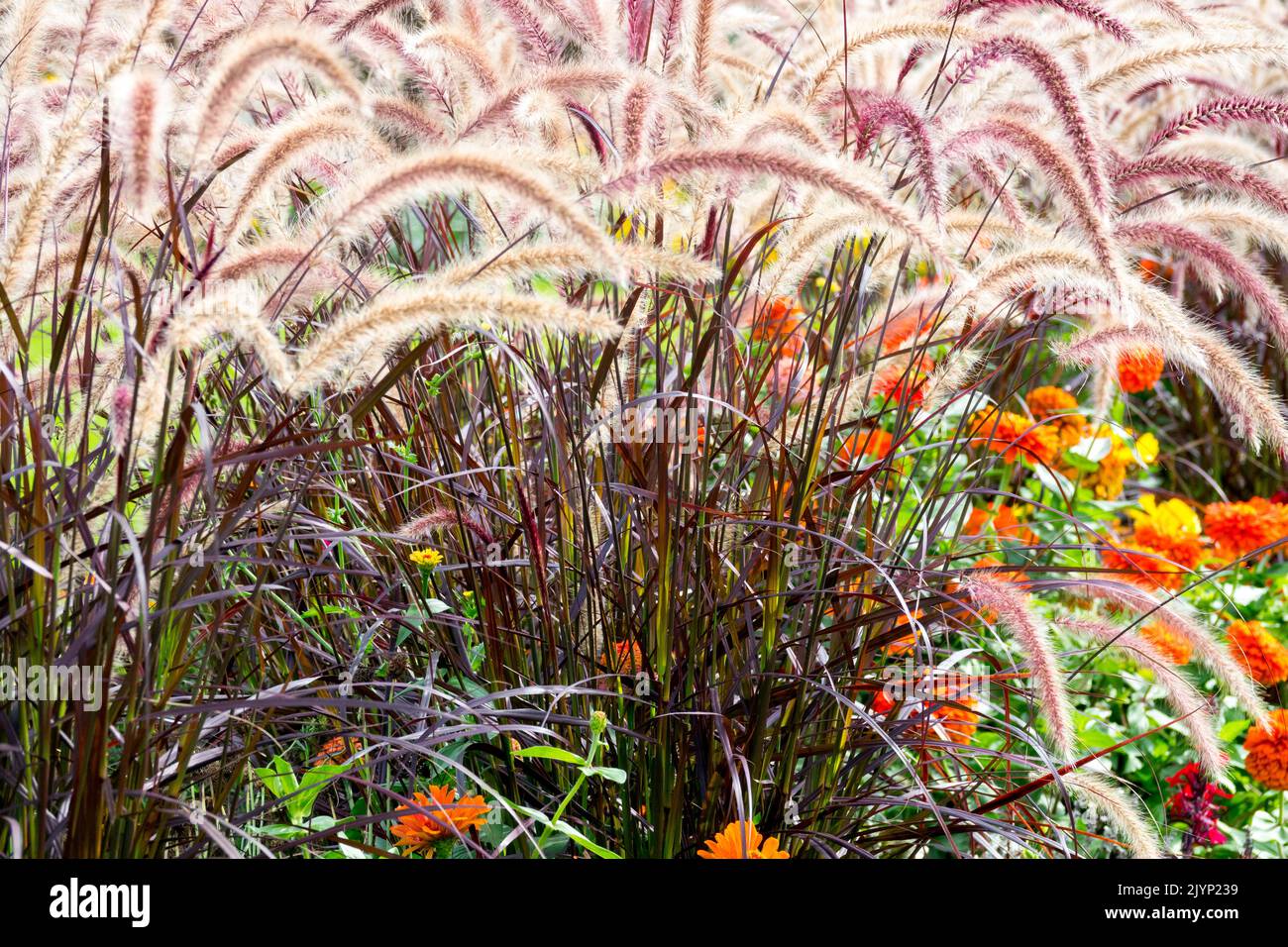 Purple Fountain Grass, Cenchrus setaceus, Pennisetum setaceum rubrum, herbes de jardin modernes bordure d'automne se terminant l'été Banque D'Images