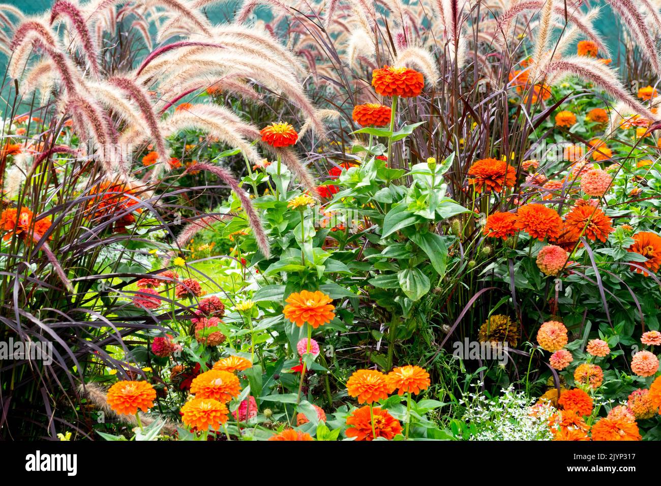 Herbes bordure de jardin Zinnias Fontaine pourpre herbe Pennisetum setaceum rubrum plantes vivaces et annuelles mélangées dans un lit de fleurs au début de l'automne Banque D'Images