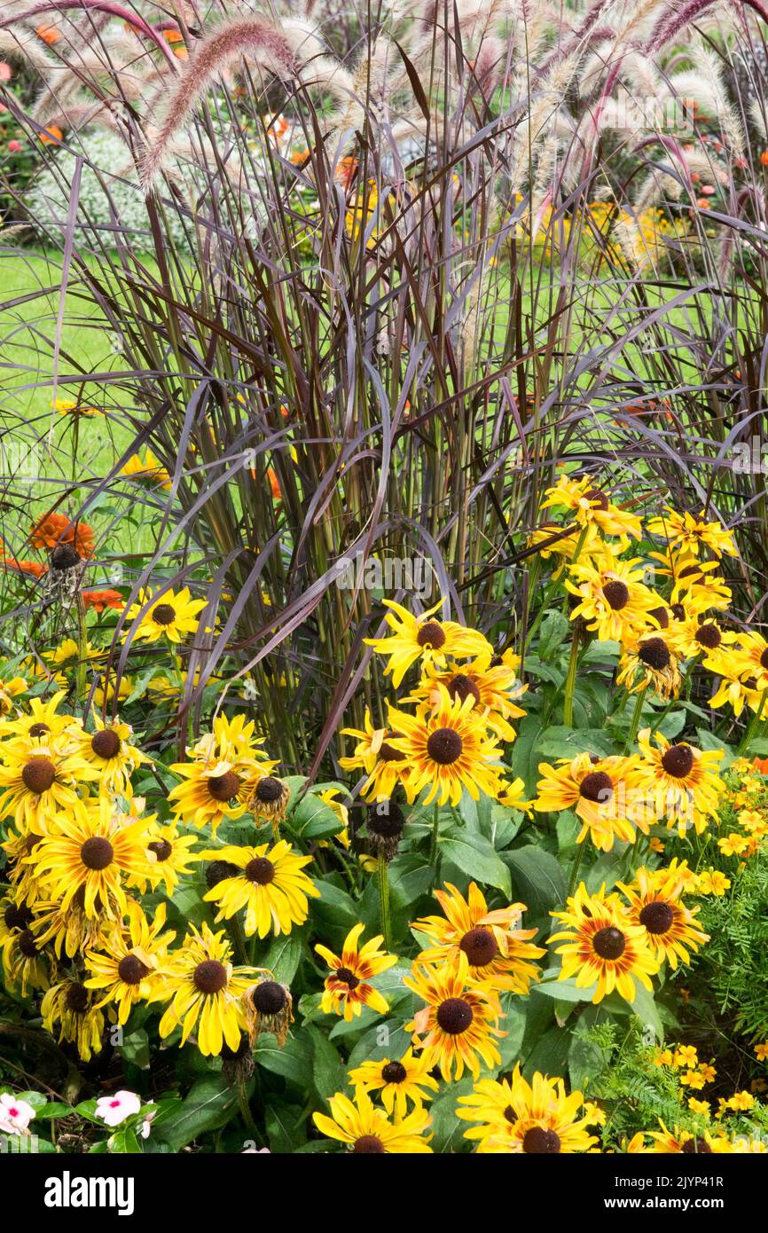 Lit de fleurs de Rudbeckias jaune au début de l'automne, herbes ornementales, Pennisetum setaceum 'rubrum' lit de jardin Banque D'Images