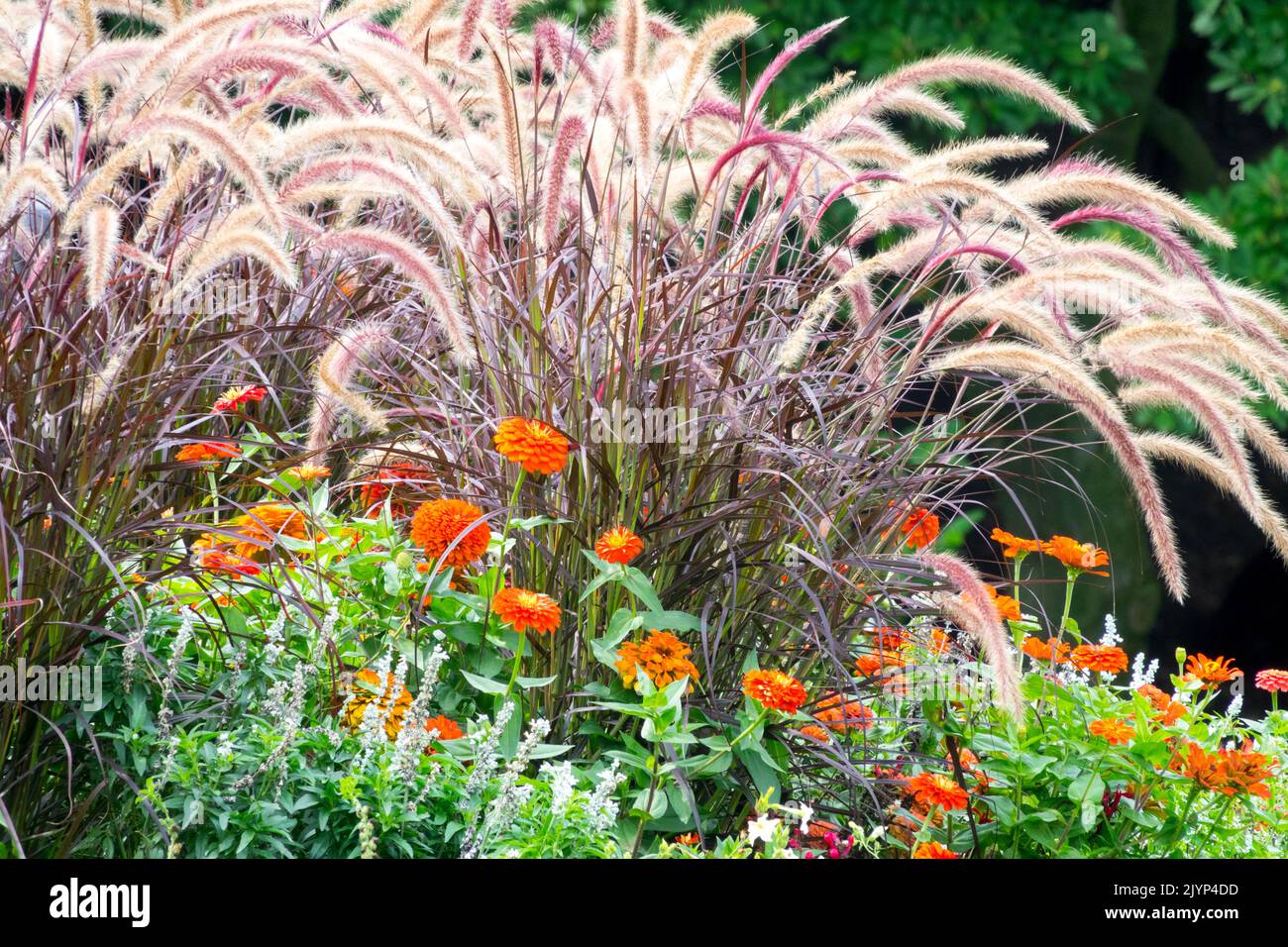 Rose fontaine herbe, Pennisetum setaceum 'rubrum', jardin, herbes, parterre de fleurs, bordure de jardin colorée fontaine herbe zinnias herbes ornementales Banque D'Images