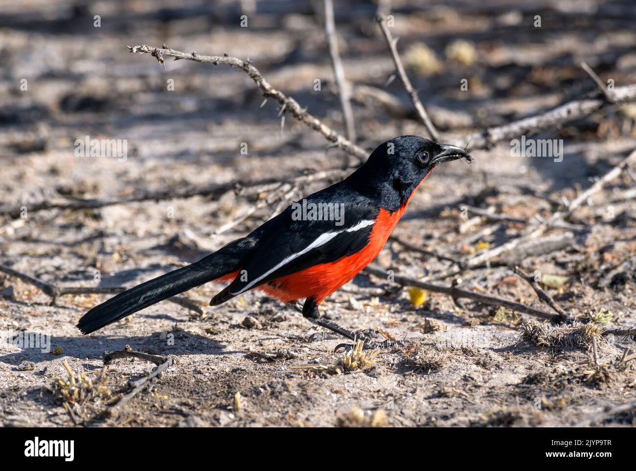 Shrike Bird cramoisi avec fourmis dans son bec, Kalahari, Botswana, Afrique Banque D'Images