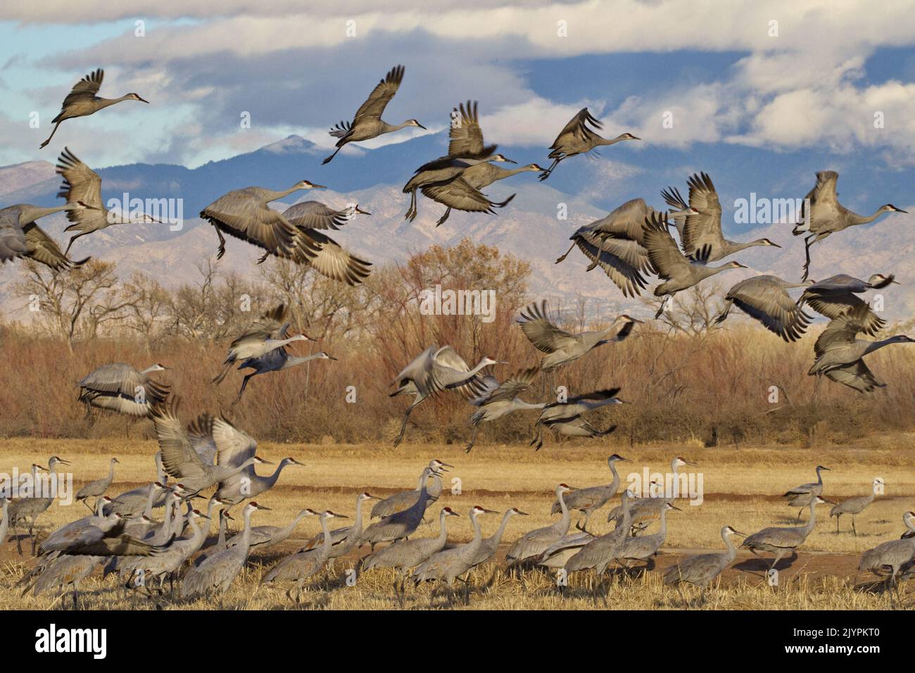 Les grues du Canada sautent et sortent du champ à la réserve d'animaux de Bernardo, une zone de gestion de la sauvagine, près de Socorro, au Nouveau-Mexique, aux États-Unis Banque D'Images