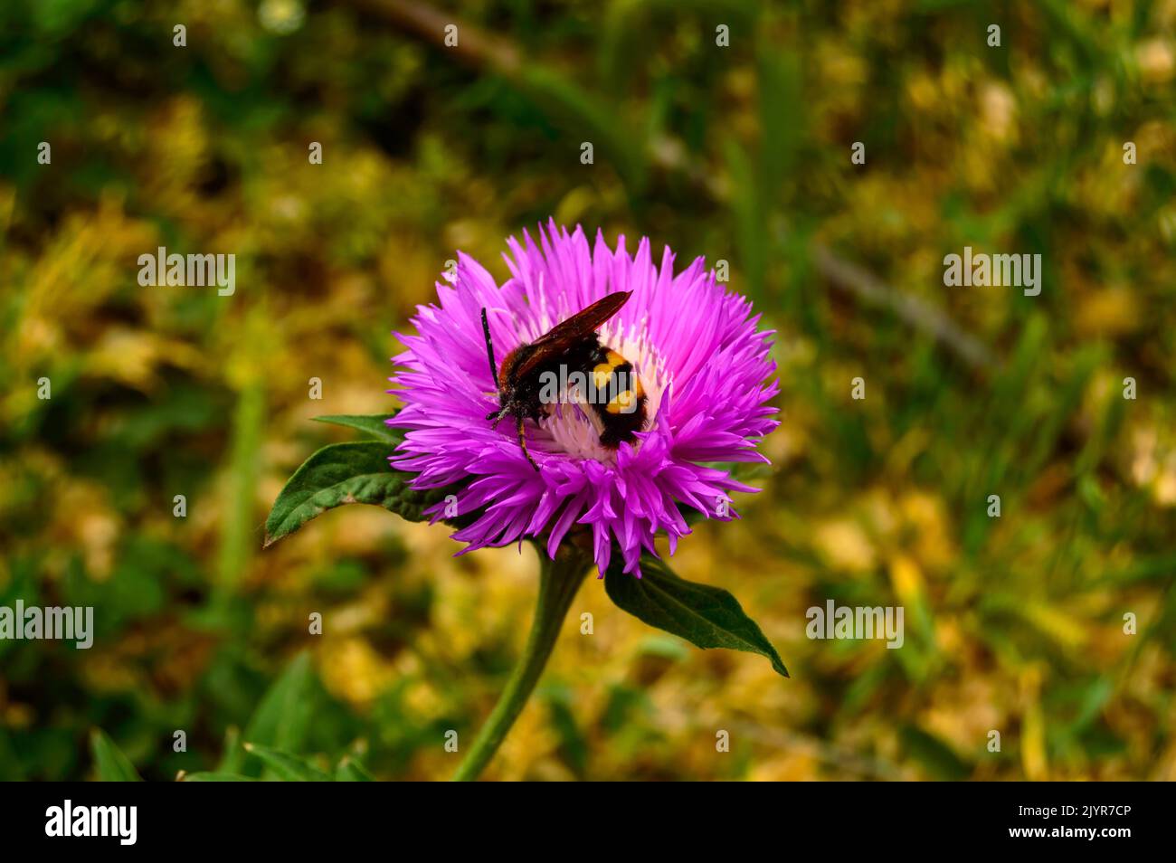 Wild hornet est pollinates rose cornflower - photo de gros plan. Banque D'Images