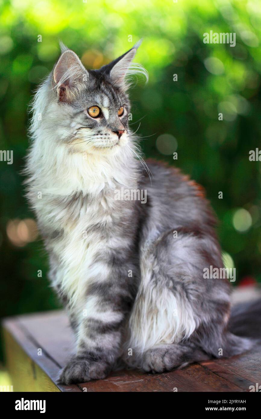 Chaton Maine Coon âgé de 4 mois assis Banque D'Images