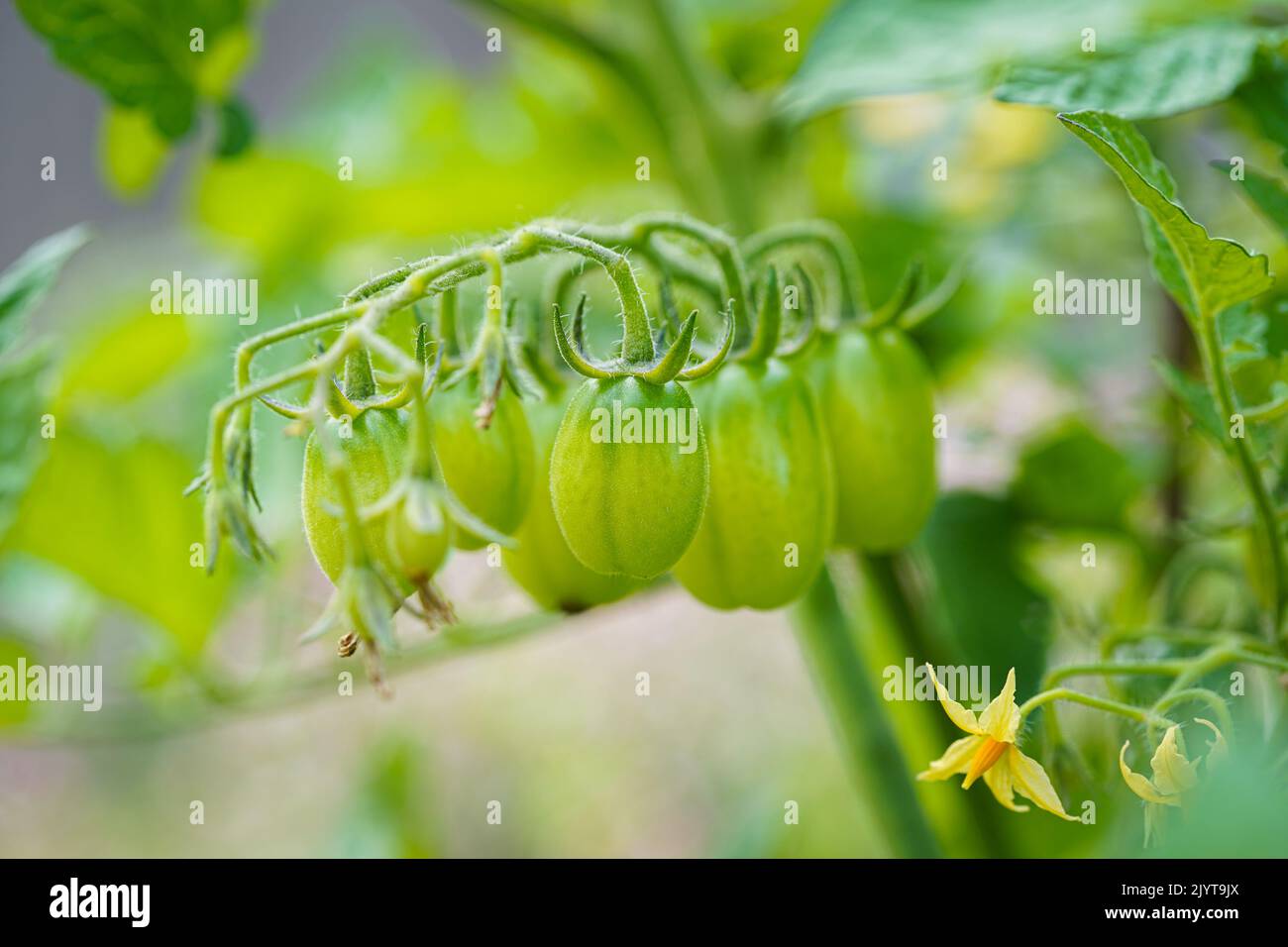 Les tomates cerises poussent dans le jardin. Les tomates cerises commencent à mûrir sur la brousse. Banque D'Images