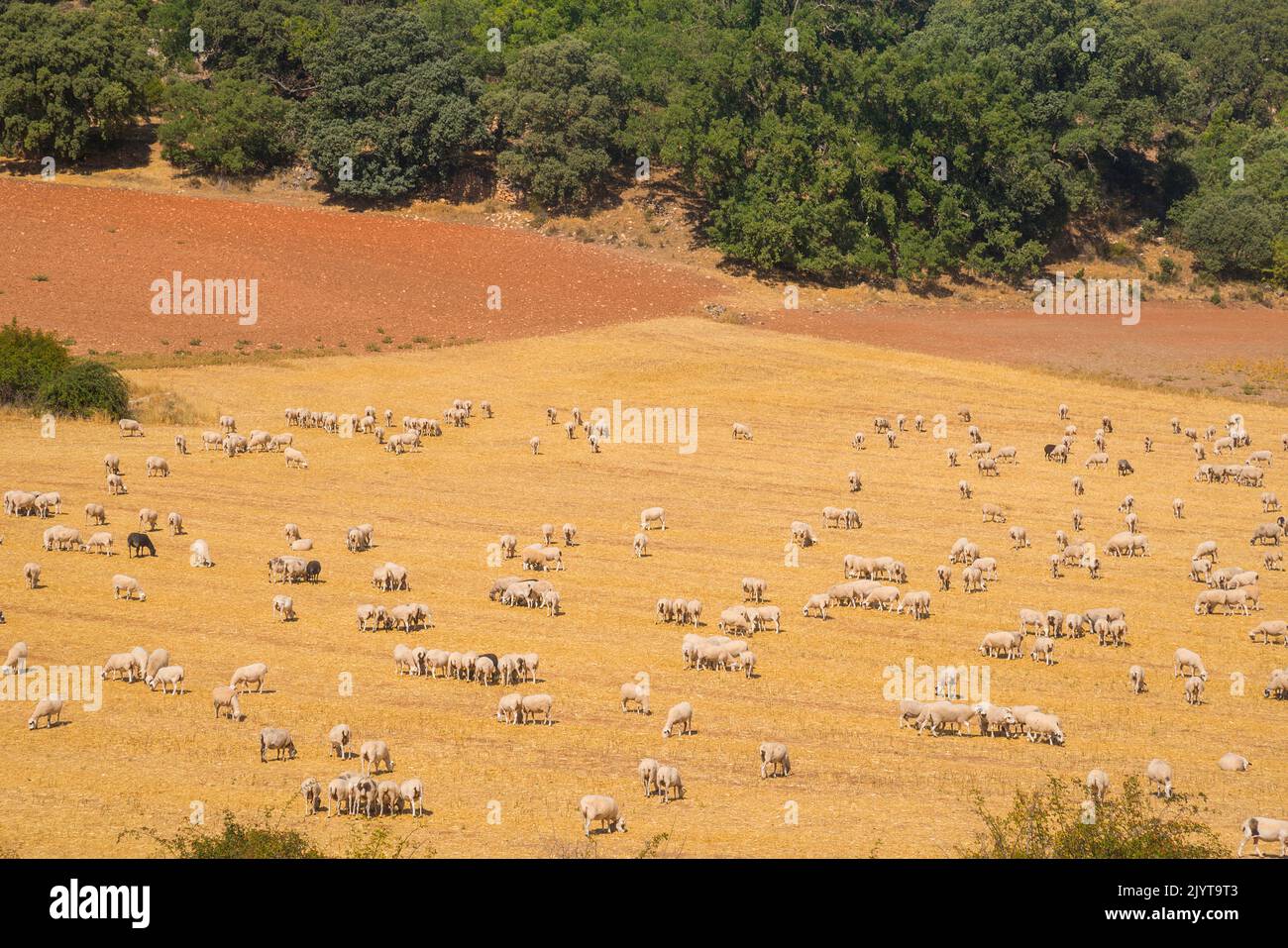 Troupeau de moutons. Valderroman, province de Soria, Castilla Leon, Espagne. Banque D'Images