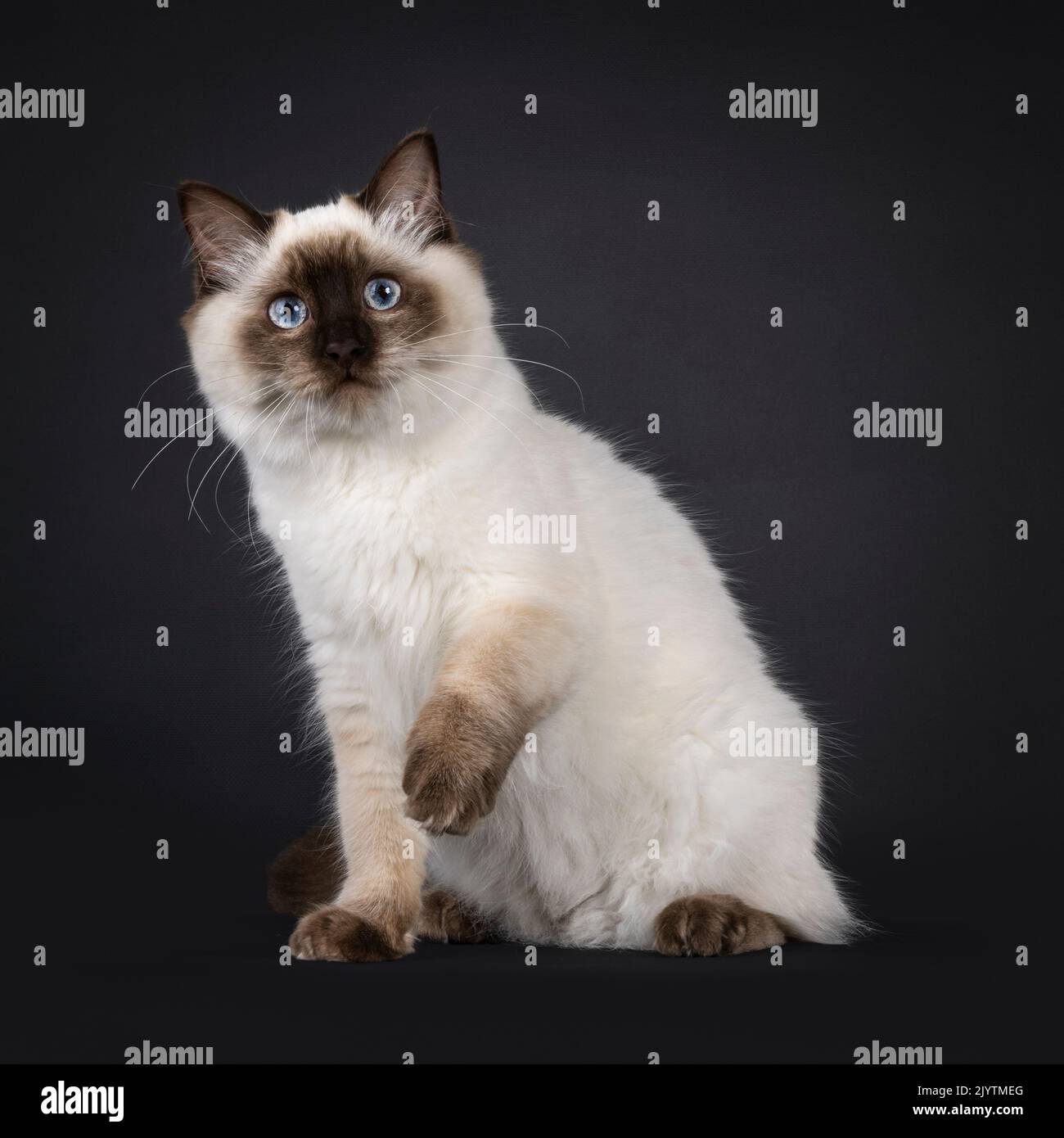 Chat Ragdoll gris assis