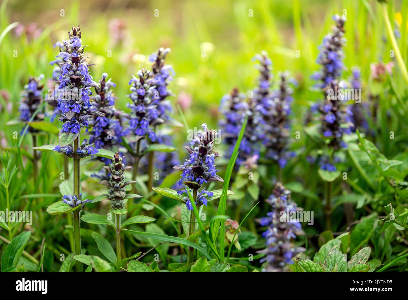 Fleurs bleues en fleurs ajuga reptans dans la prairie. Mise au point sélective. Banque D'Images