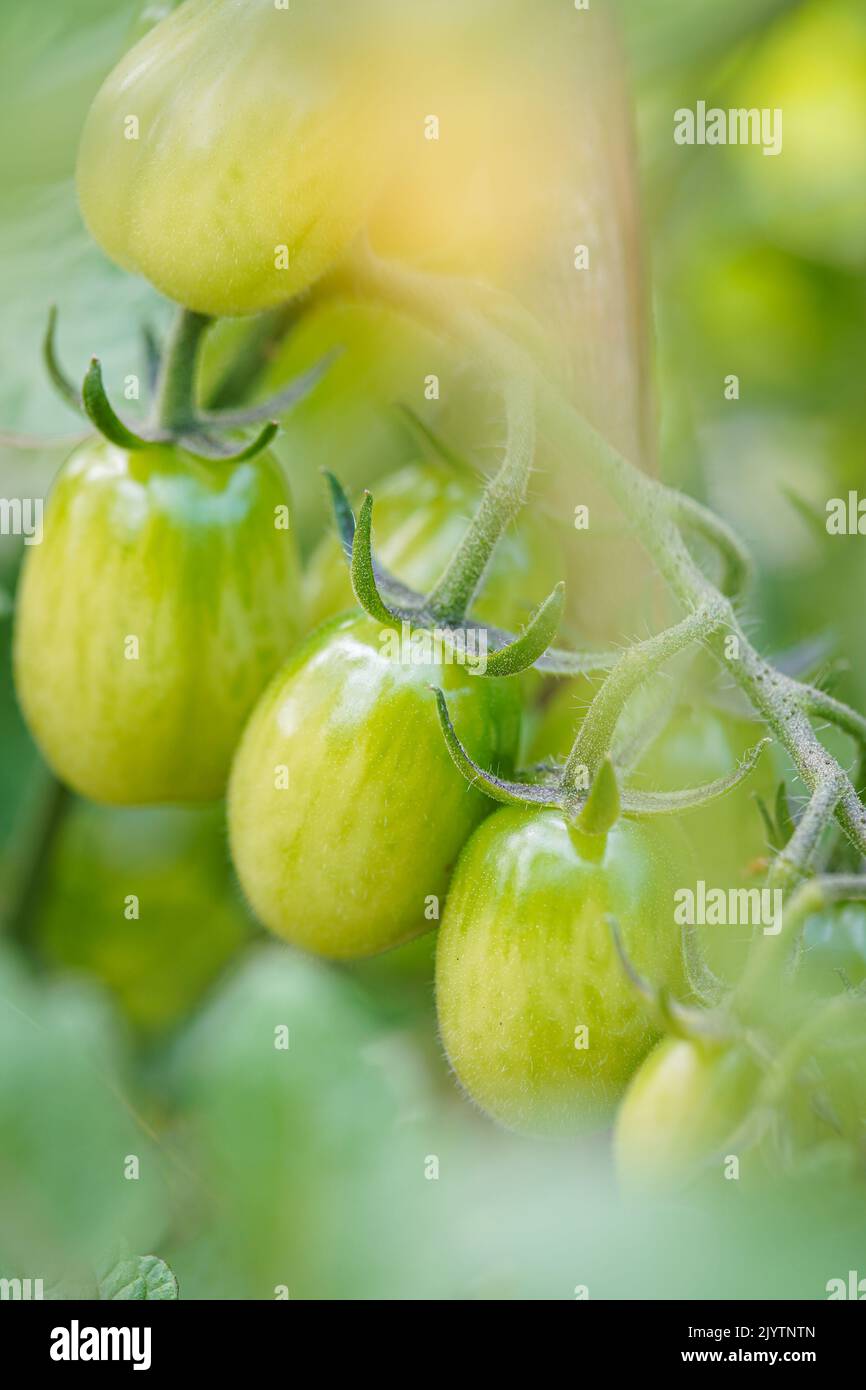Les tomates cerises poussent dans le jardin. Les tomates cerises commencent à mûrir sur la brousse. Banque D'Images