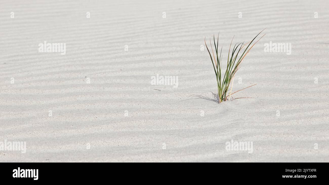 Gros plan de l'herbe des dunes dans le sable sur la côte de la mer du Nord Banque D'Images