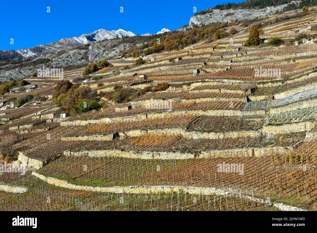 Terrasses de vignobles sur la colline ensoleillée au-dessus de la vallée du Rhône, Vétroz, Valais, Suisse Banque D'Images