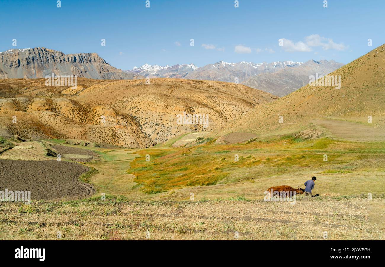 L'homme mène la vache attachée à travers le paysage vallonné avec des champs et la neige a atteint le sommet de l'Himalaya comme toile de fond sous le ciel bleu. Komac. Inde. Banque D'Images