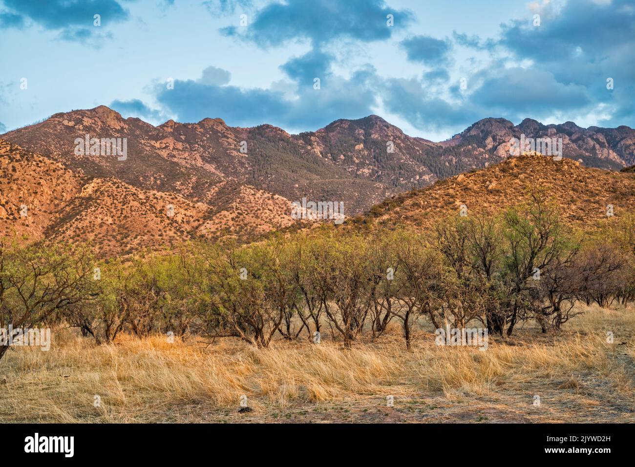 Montagnes de Santa Rita, vue de Proctor Road (Forest Road 781), région de Madera Canyon, arbres Mesquite, coucher de soleil, forêt nationale de Coronado, Arizona, États-Unis Banque D'Images