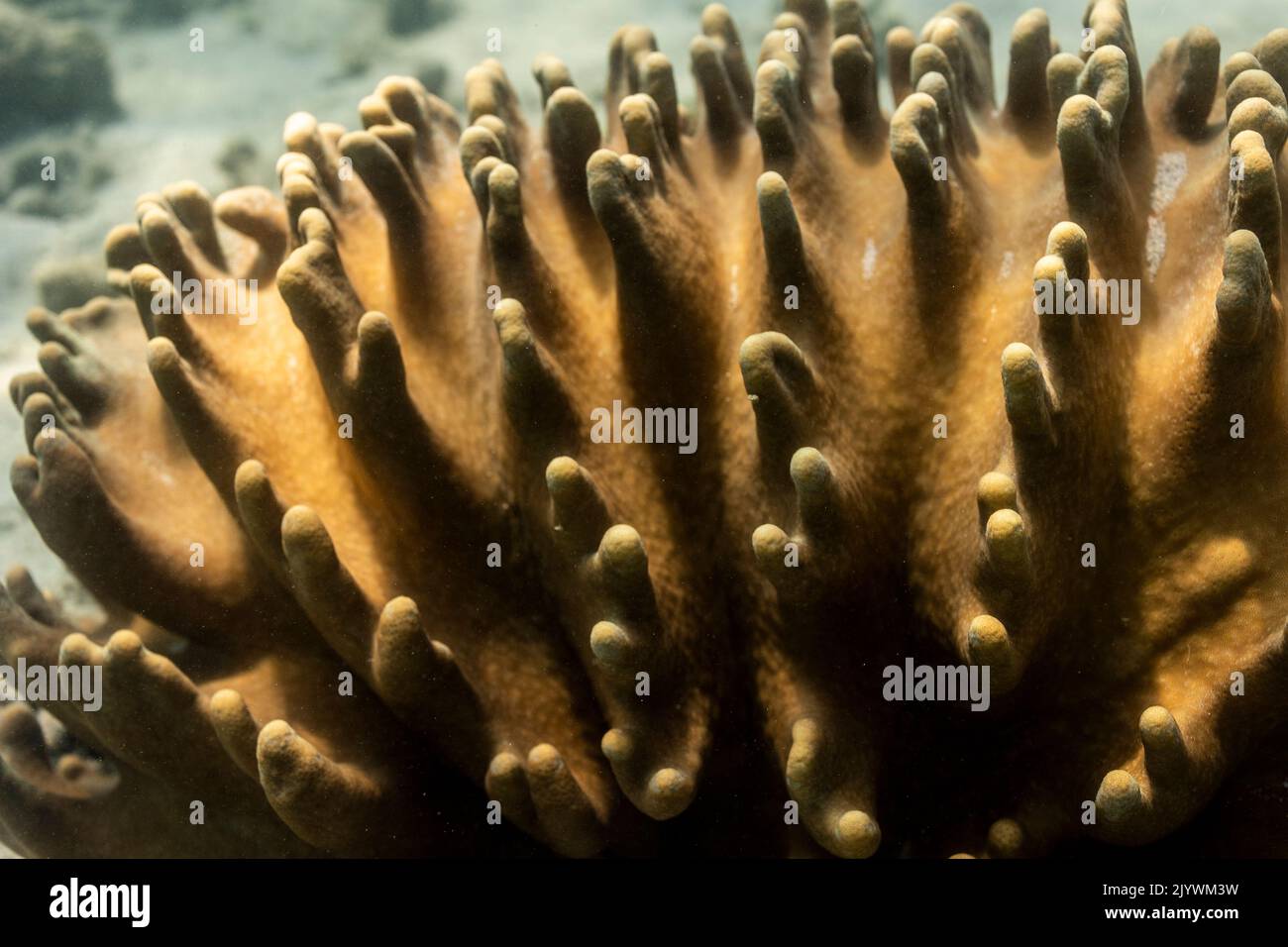 Corail orange dans la grande barrière de corail Banque D'Images