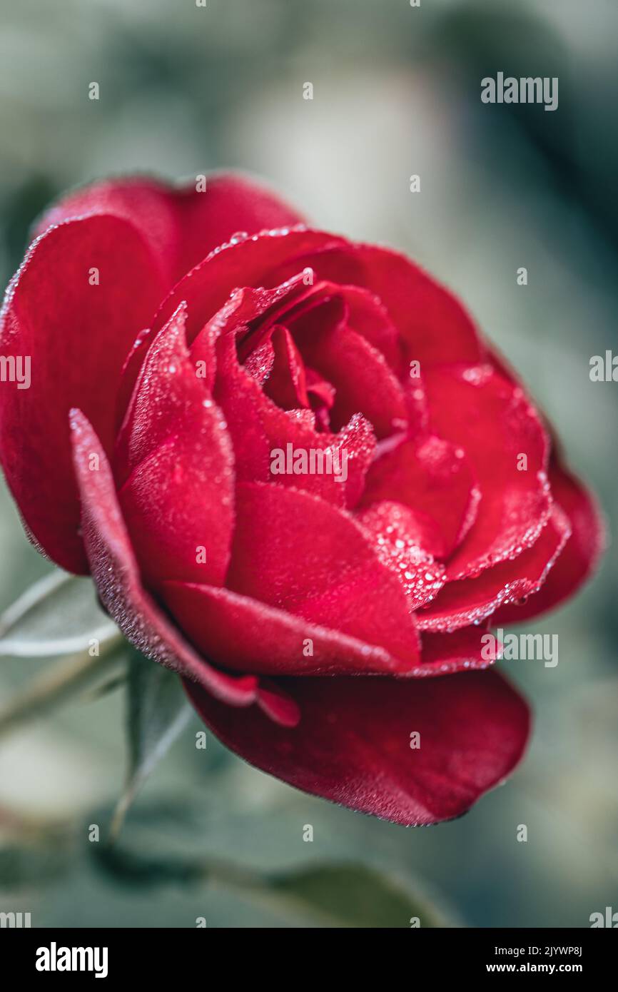 Fleur de rose rouge avec gouttes de rosée Banque D'Images