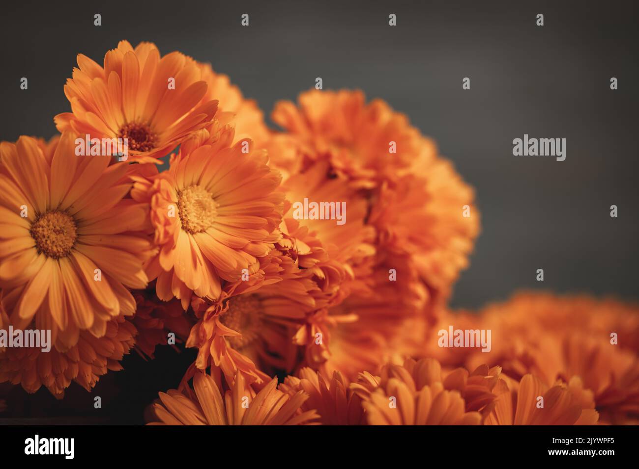 La calendula fleurit sur un fond sombre Banque D'Images