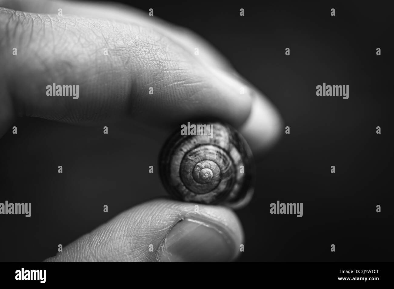 Coquille d'escargot abandonnée en noir et blanc photo Banque D'Images