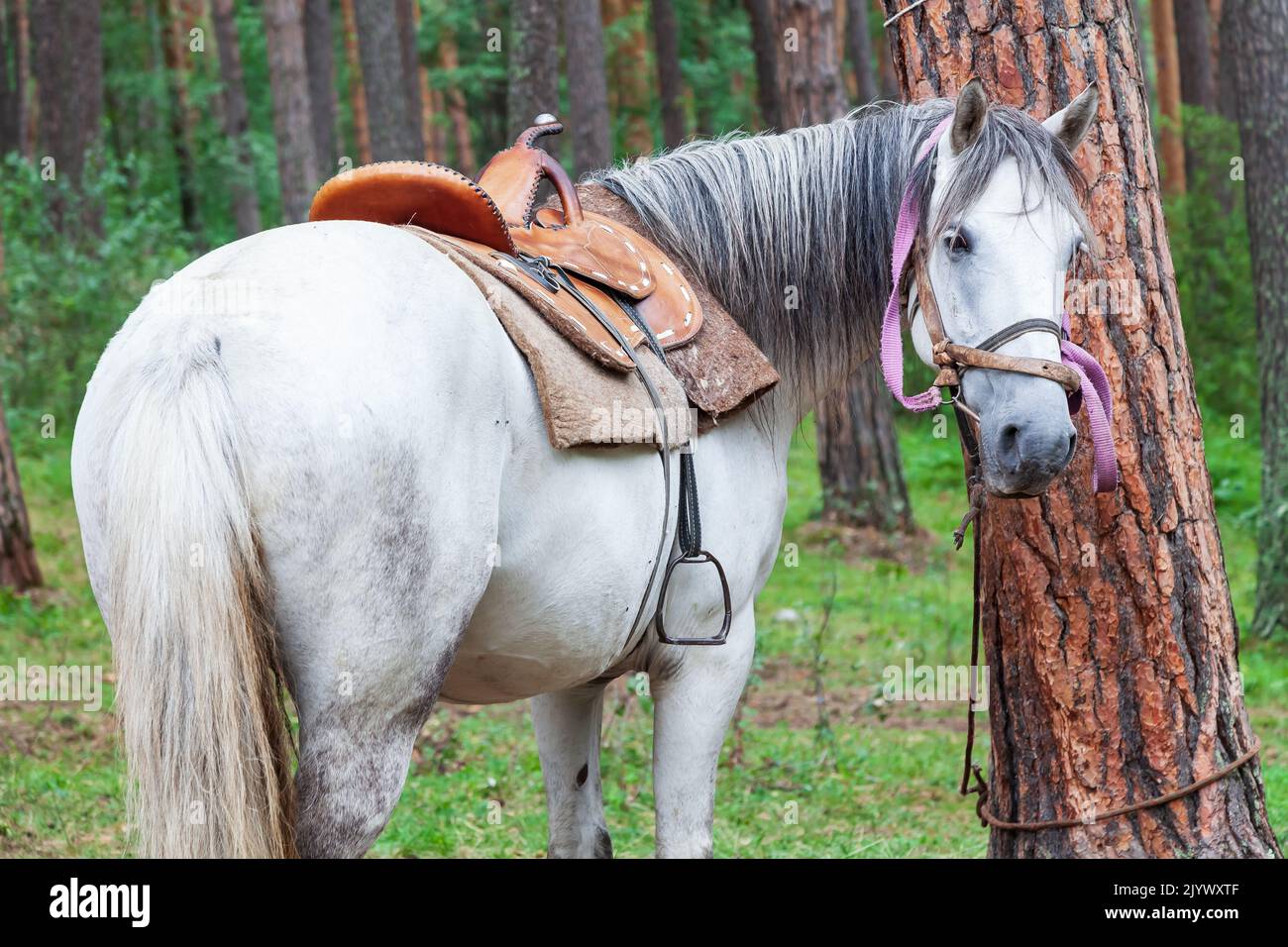 Un cheval blanc se retourne et regarde dans le cadre, attaché à un arbre dans la forêt. Banque D'Images