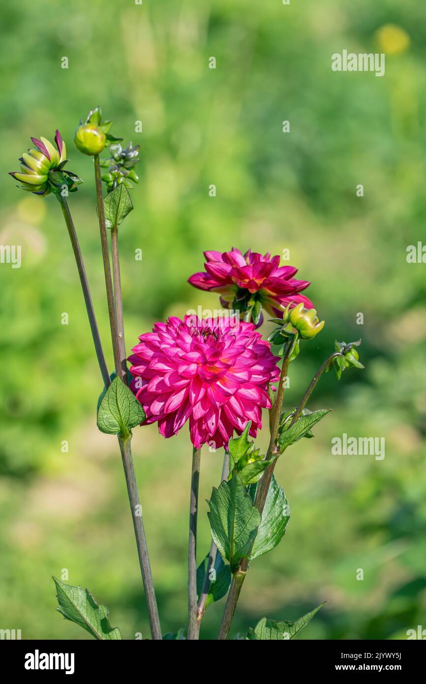 Fleur de dahlia de couleur magenta foncé. Banque D'Images