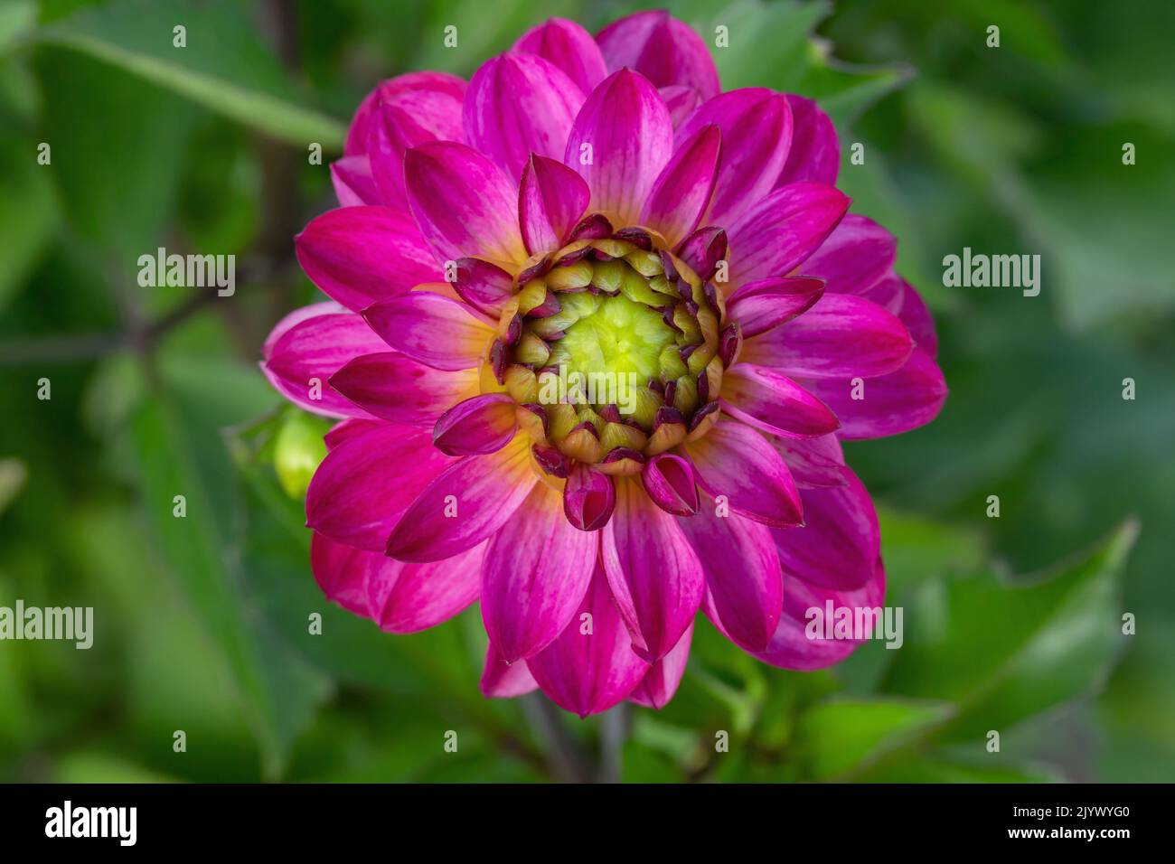 Fleur de dahlia de couleur magenta foncé. Banque D'Images