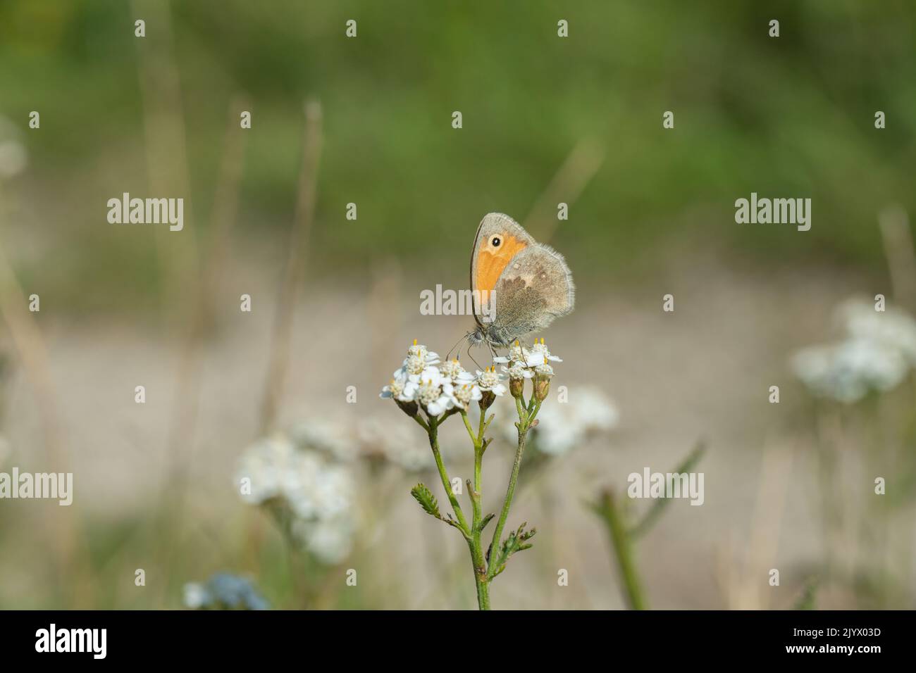 Petit papillon de la lande (Coenonympha pamphilus). Banque D'Images