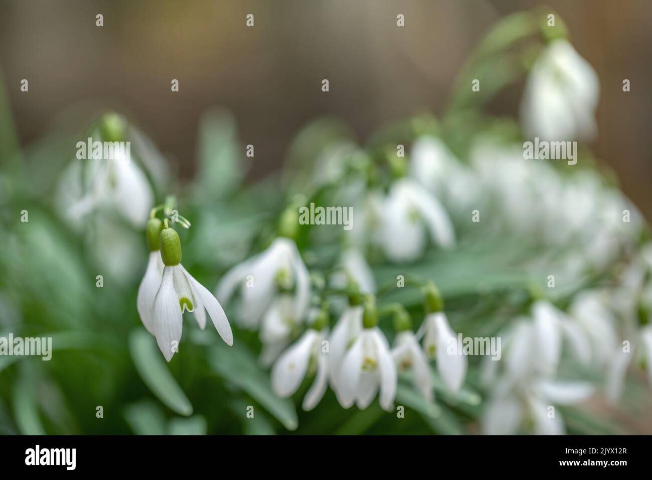 Groupe de chutes de neige de couronnement sauvages (Galanthus nivalis). Banque D'Images