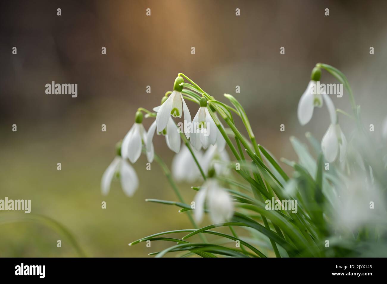 Groupe de chutes de neige de couronnement sauvages (Galanthus nivalis). Banque D'Images
