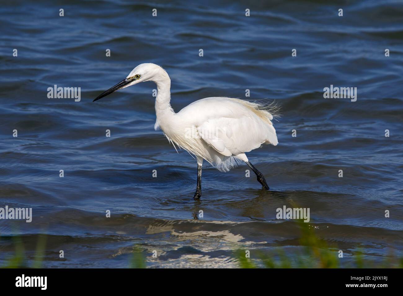 Petite aigrette (Egretta garzetta) adulte se trouvant dans les eaux peu profondes de l'étang du marais saltmarsh à la fin de l'été / au début de l'automne Banque D'Images