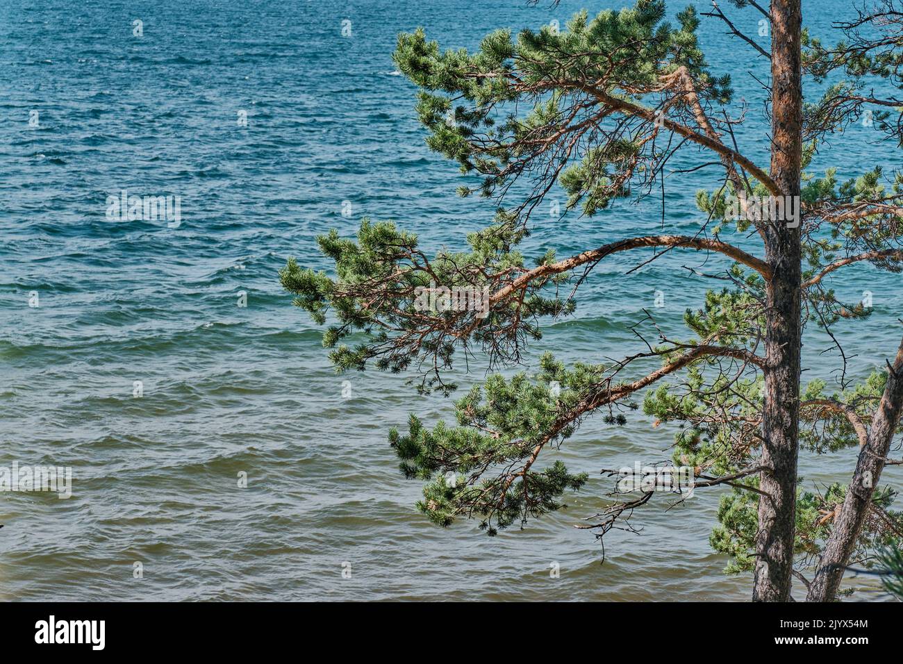 Des branches de pins sont en gros plan sur le fond de la baie Barguzinsky du lac Baikal. Banque D'Images