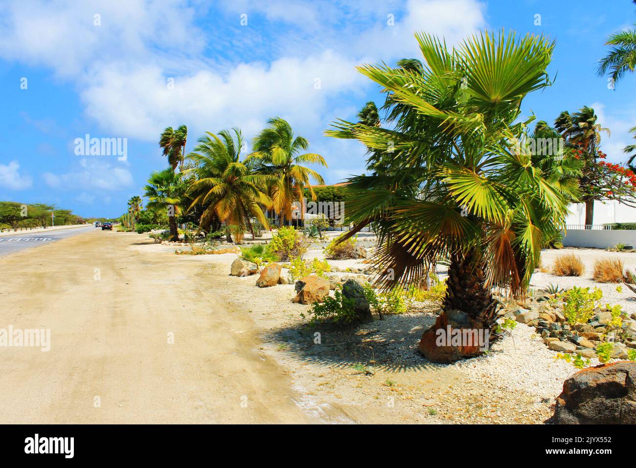 Une route bordée de palmiers à Aruba Banque D'Images