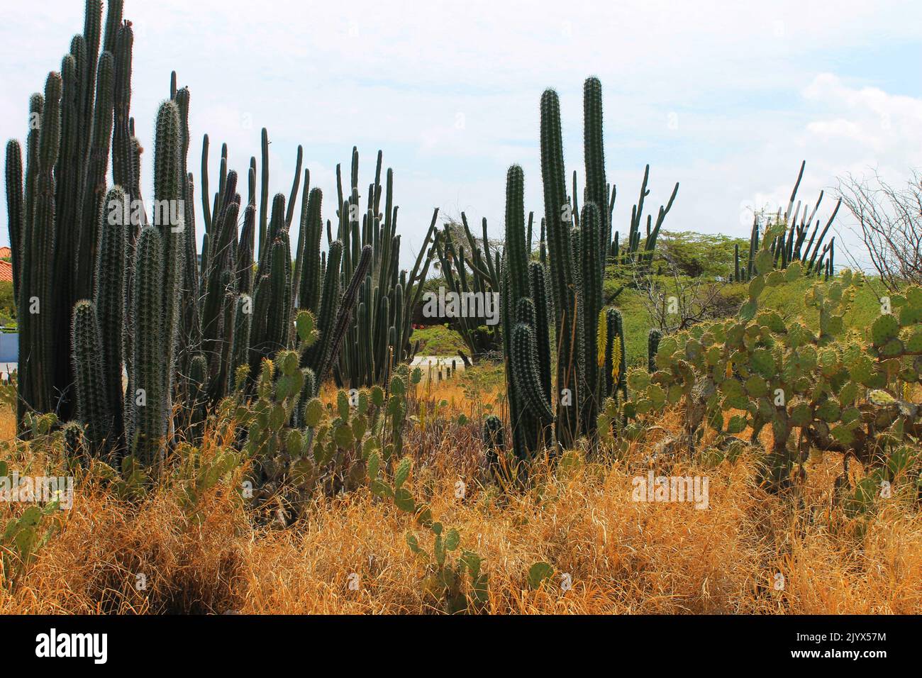 Cactus dans le désert, Aruba Banque D'Images