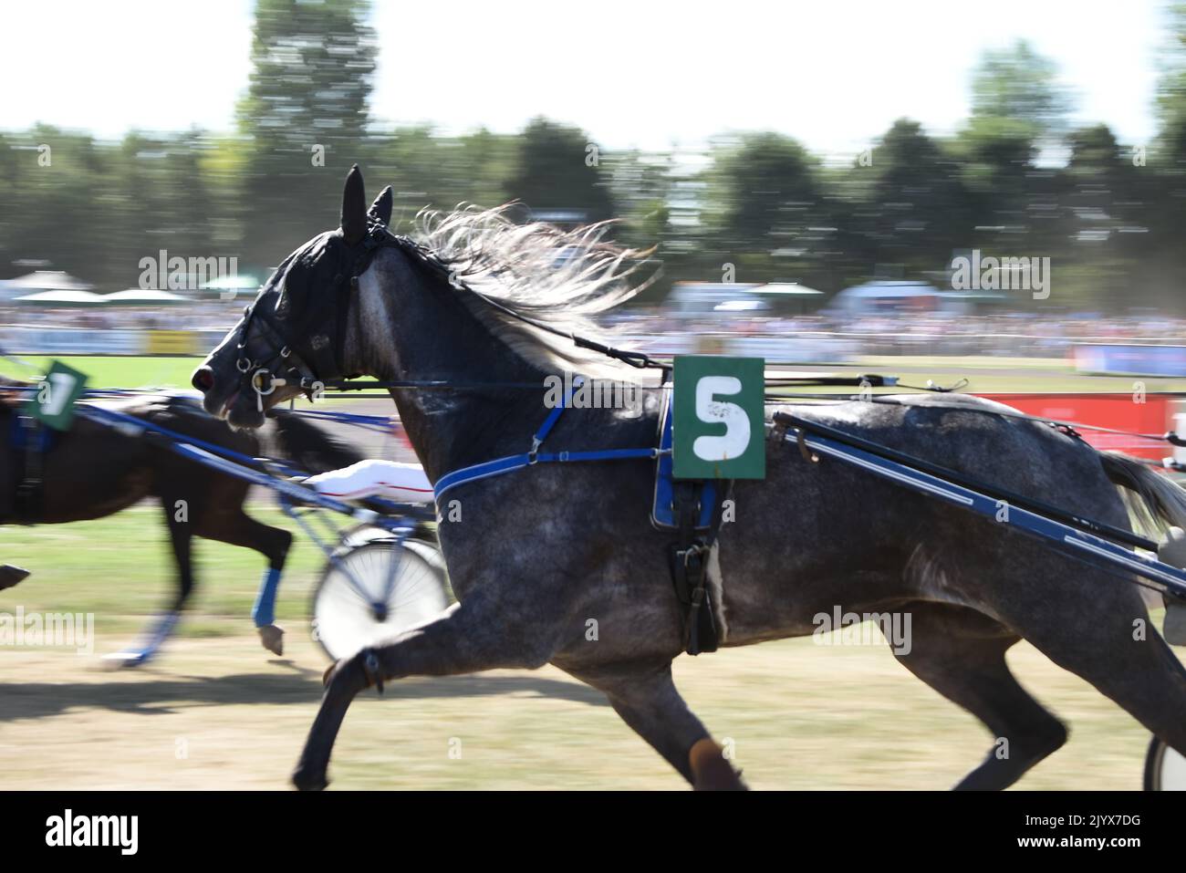 Course de Trotting, chevaux en vitesse dans l'hippodrome, course pour Paris d'affaires et sports de cheval Banque D'Images