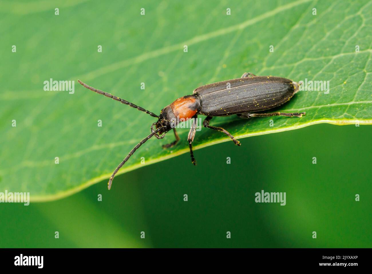 Fausse Blister Beetle (oxycopis notoxoides) Banque D'Images