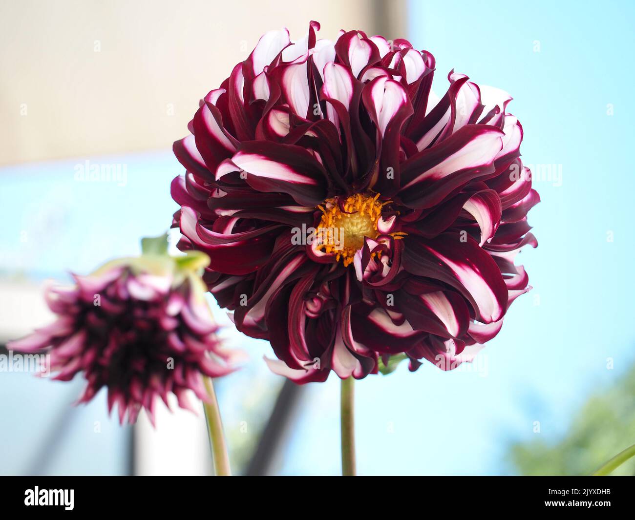 Dahlia rouge dans Pacific Northwest Garden Banque D'Images