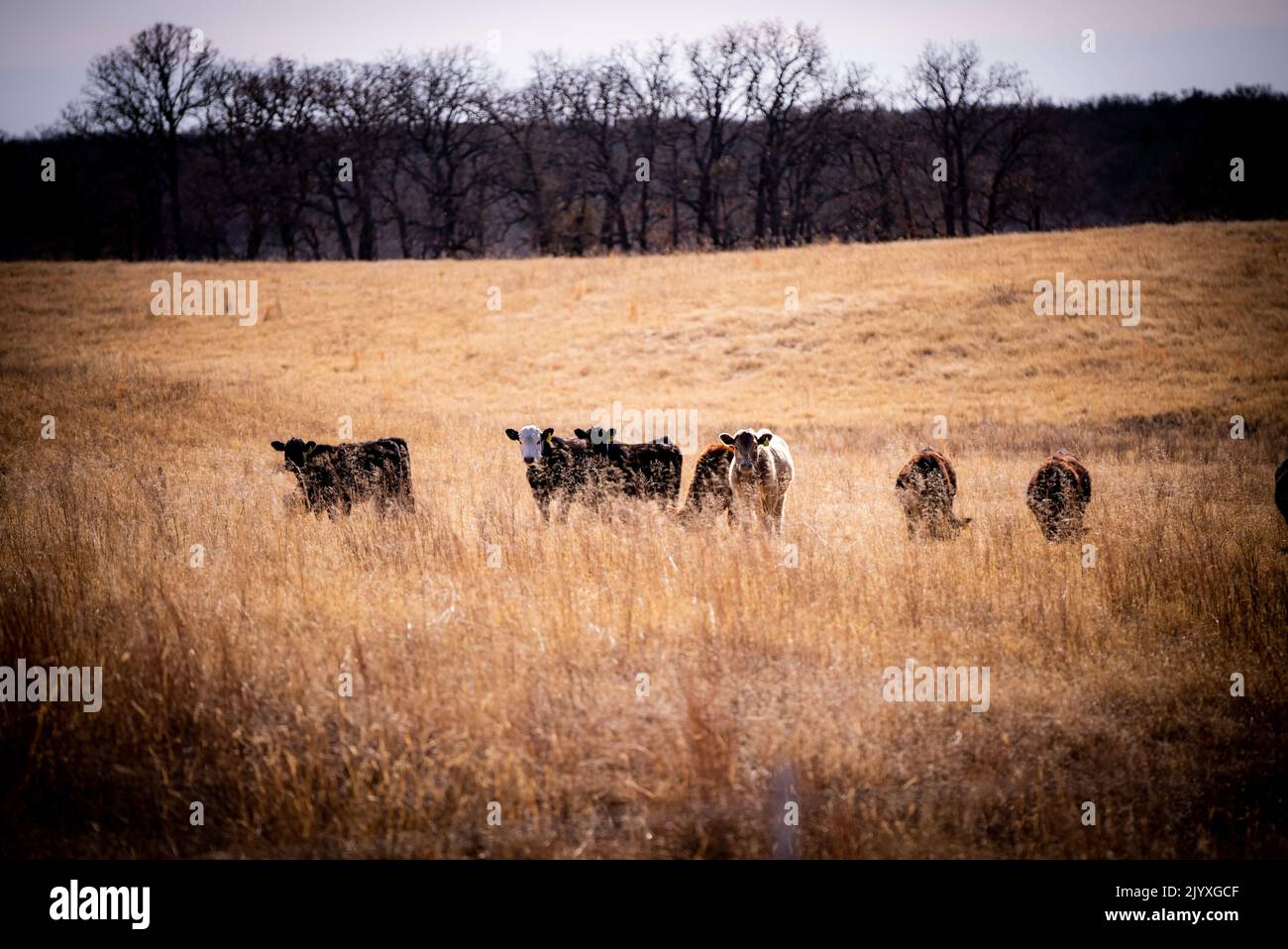 Un groupe de bovins qui broutage à l'extérieur de Nocona, Texas. Banque D'Images