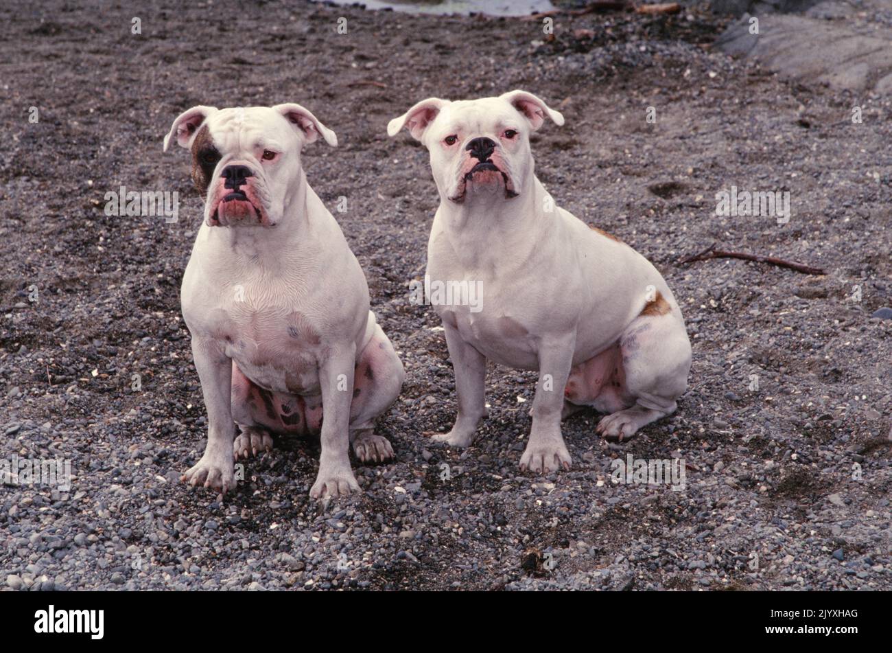 Bulldogs anglais assis dans un gravier devant vous Banque D'Images