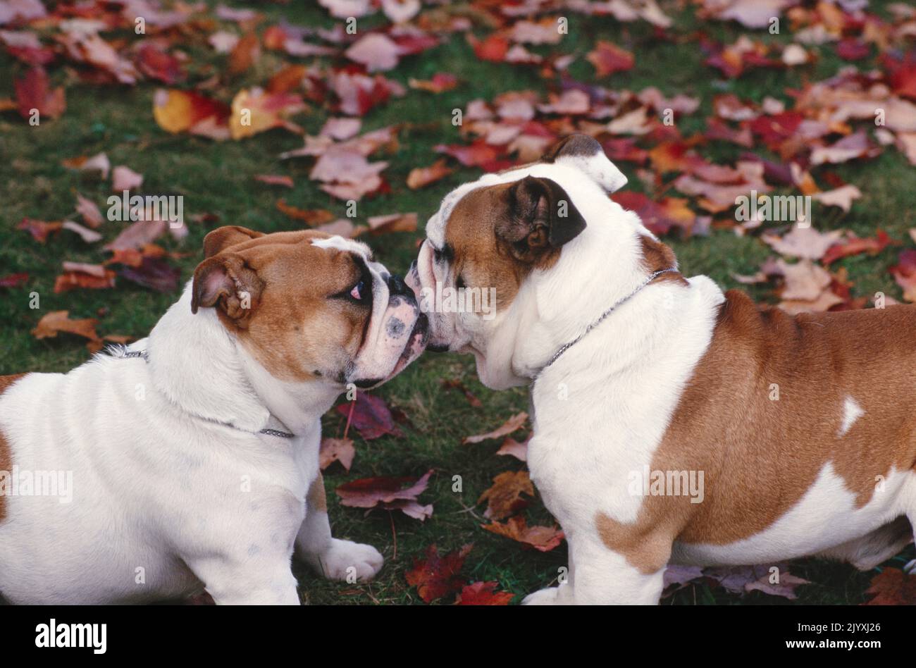 Bulldogs anglais assis dans des feuilles Banque D'Images