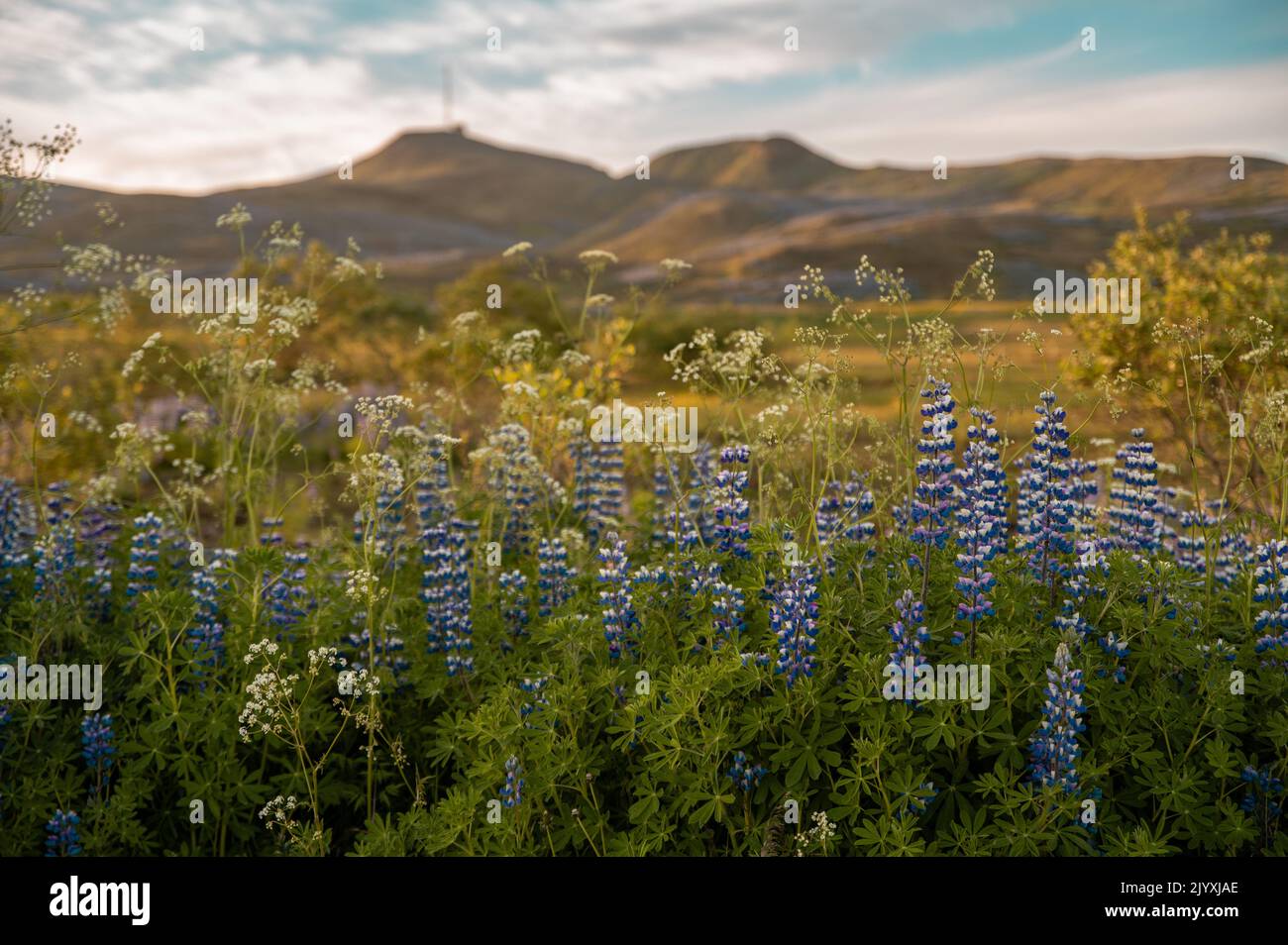 Prairie de fleurs de lupin pourpre sur la ferme près de Reykjavík en Islande. Banque D'Images