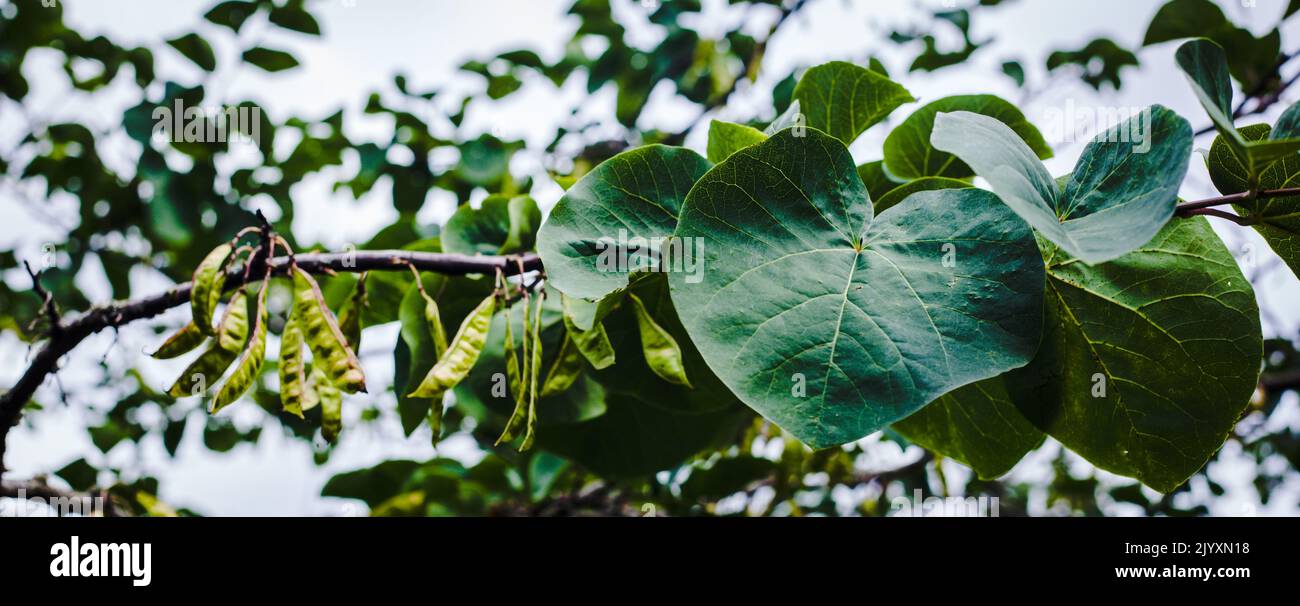 Gros plan du feuillage en forme de coeur et des plantules d'un arbre de l'est (Cerci canadensis) . Banque D'Images