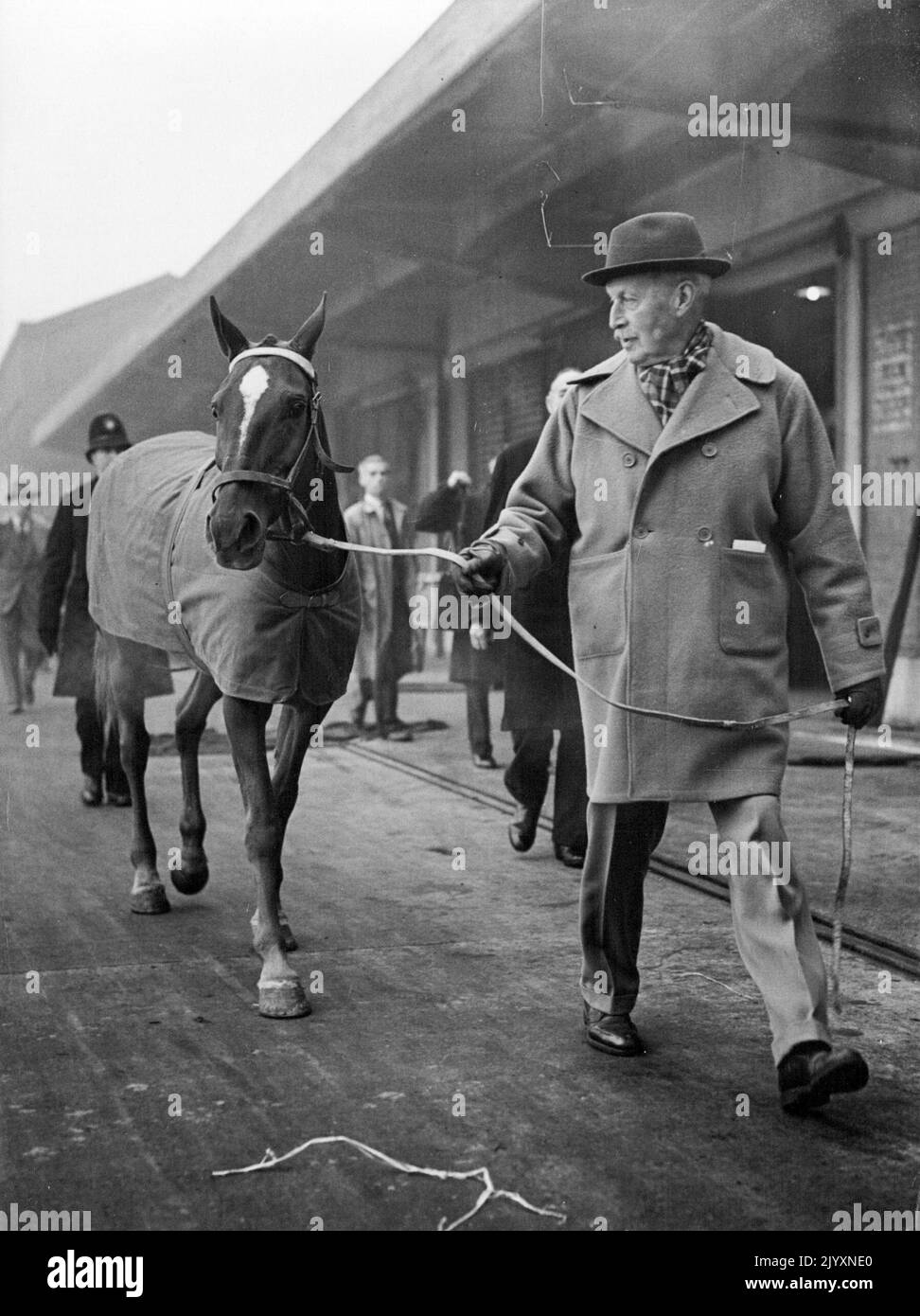 Cadeau de couronnement de Peron à la reine - Rosita, l'une des poneys de polo, est dirigée par le capitaine Charles Moore, le directeur de course de la reine. Deux Argentins lains - Penicillina et Rosita - ont marché à terre de l'étoile bleue aux quais Royal Victoria, Londres, à jour (vendredi) en direction des Royal Mews à Buckingham Palace. Les nouveaux arrivants étaient des polos à prix, des cadeaux de Coronation du Président Peron d'Argentine à la Reine. Les envoyés du Président ont cherché à l'Argentine les deux plus belles poneys de polo et Penicilline et Rosita ont été choisis. Les deux poneys sont également des animaux de reproduction. 20 novembre, 19 Banque D'Images
