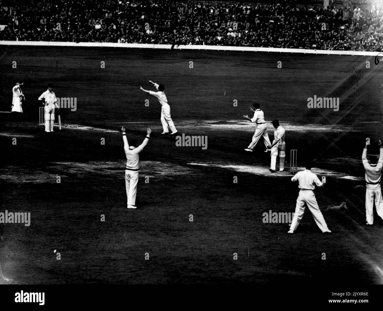 Le mauvais départ de l'Angleterre dans le test final --- les mains de l'Australie vont en appel et le doigt de l'empire est levé pour dire à Crapp qu'il est pris en laisse Bowled Miller pendant le mauvais départ de l'Angleterre en ***** Match à l'Oval aujourd'hui. 23 août 1948. Banque D'Images