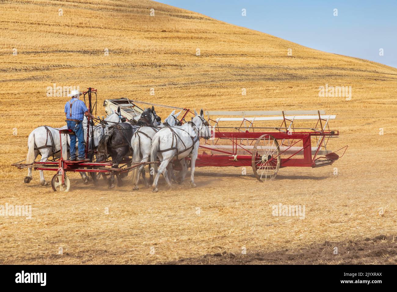 États-Unis, État de Washington, comté de Whitman. Palouse. 6 septembre 2021. Récolte du blé avec une batteuse tirée par un cheval d'époque. Banque D'Images