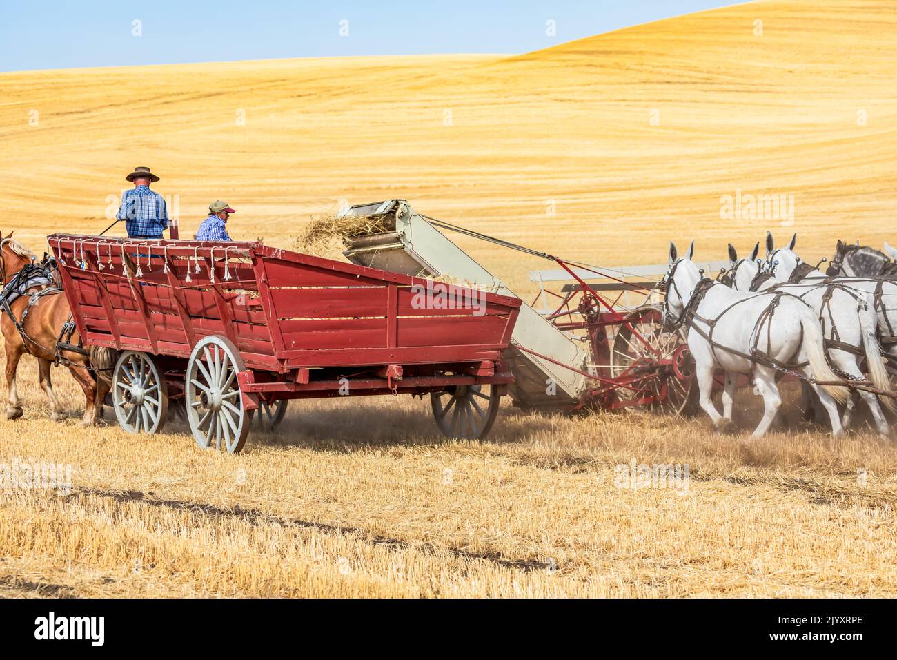 États-Unis, État de Washington, comté de Whitman. Palouse. 6 septembre 2021. Récolte du blé avec une batteuse tirée par un cheval d'époque. Banque D'Images