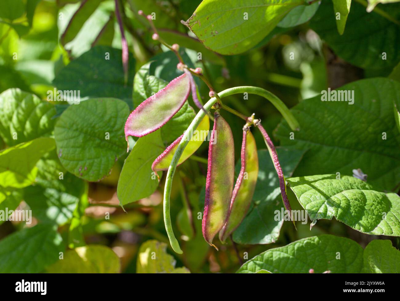 Récolte de mûrissement - gros plan de plants de légumes frais de haricots lablab 'Yings' (Lablab purpureus) qui poussent dans un jardin britannique Banque D'Images