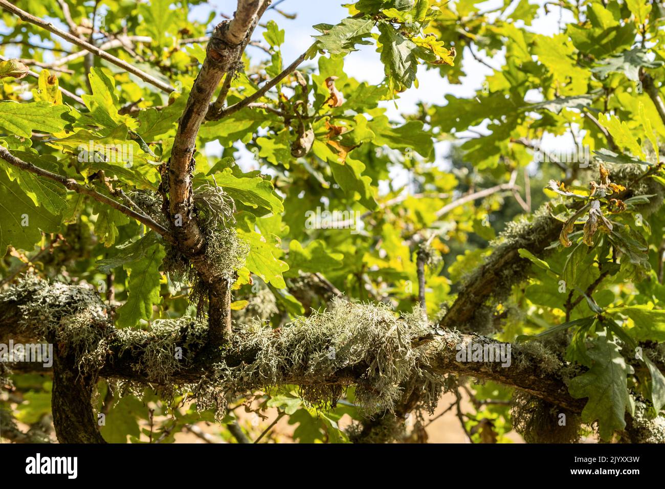 3 lichens sur la branche de English Oak Tree, National Trust, Brownsea Island, Dorset, Royaume-Uni Banque D'Images