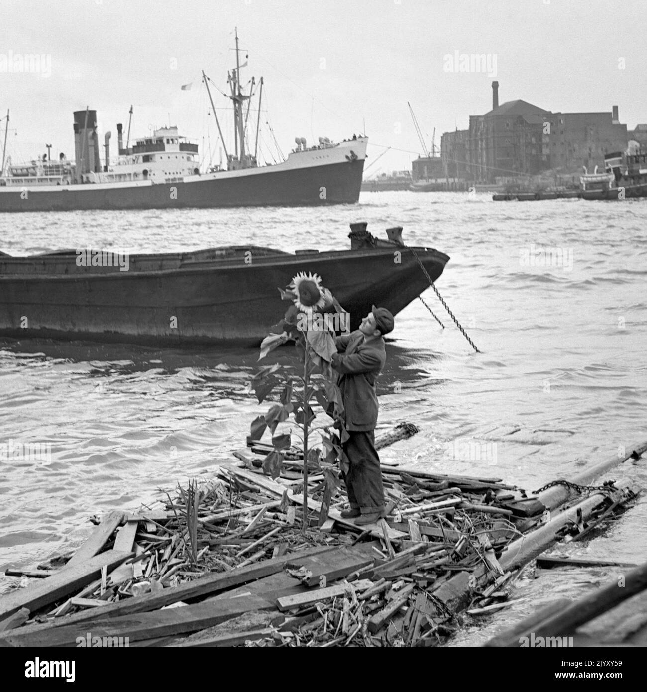 1955: Photo de dossier datée de septembre 1955 d'un tournesol de sept pieds, d'une portée de neuf pouces, pousse sur un radeau étroit dans la Tamise à Limehouse, est de Londres. Date de publication : jeudi 8 septembre 2022. Banque D'Images