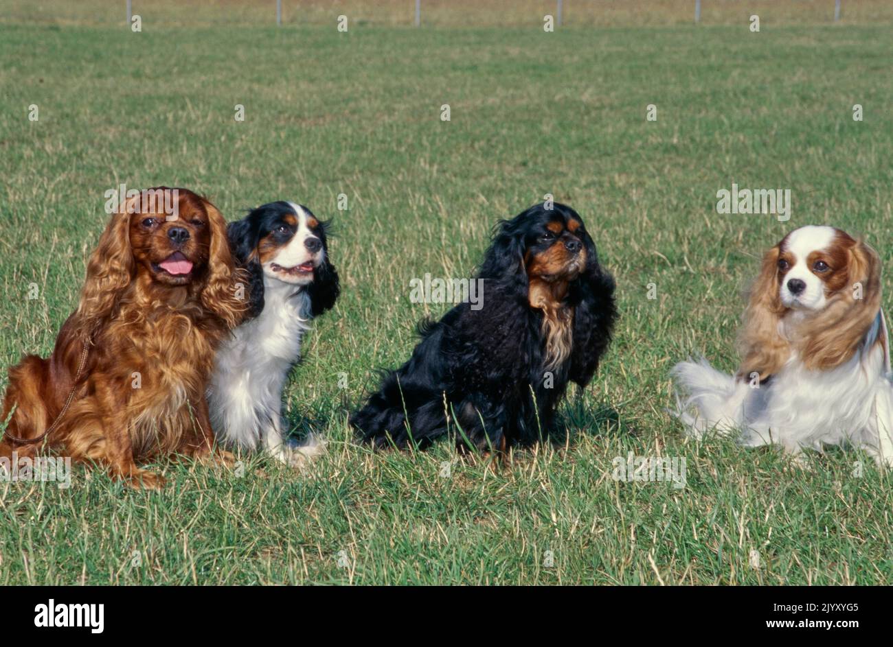King Charles Spaniels dans le champ de pelouse Banque D'Images King Charles Spaniels dans le champ de pelouse Banque D'Images