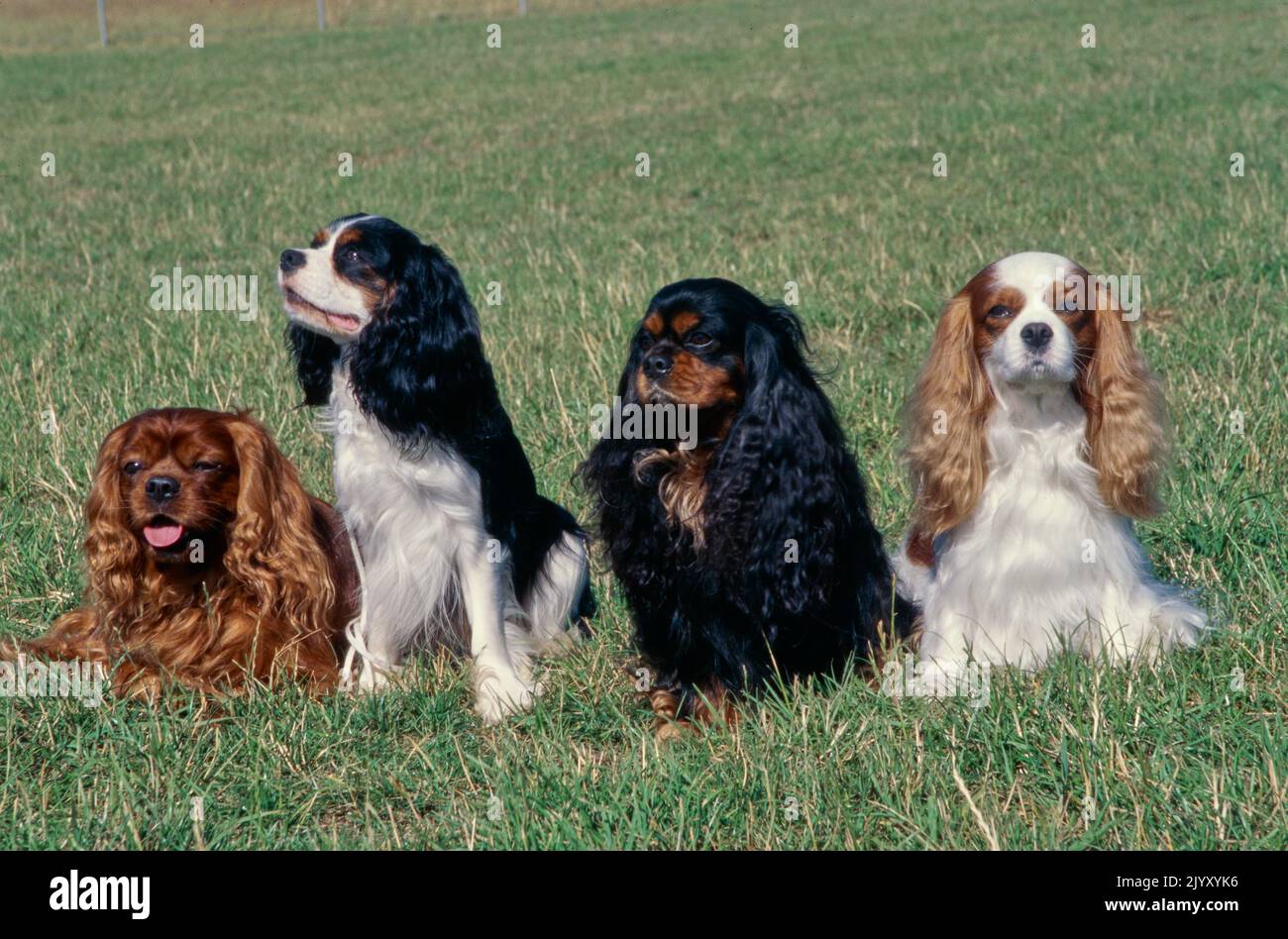 King Charles Spaniels dans le champ de pelouse Banque D'Images King Charles Spaniels dans le champ de pelouse Banque D'Images