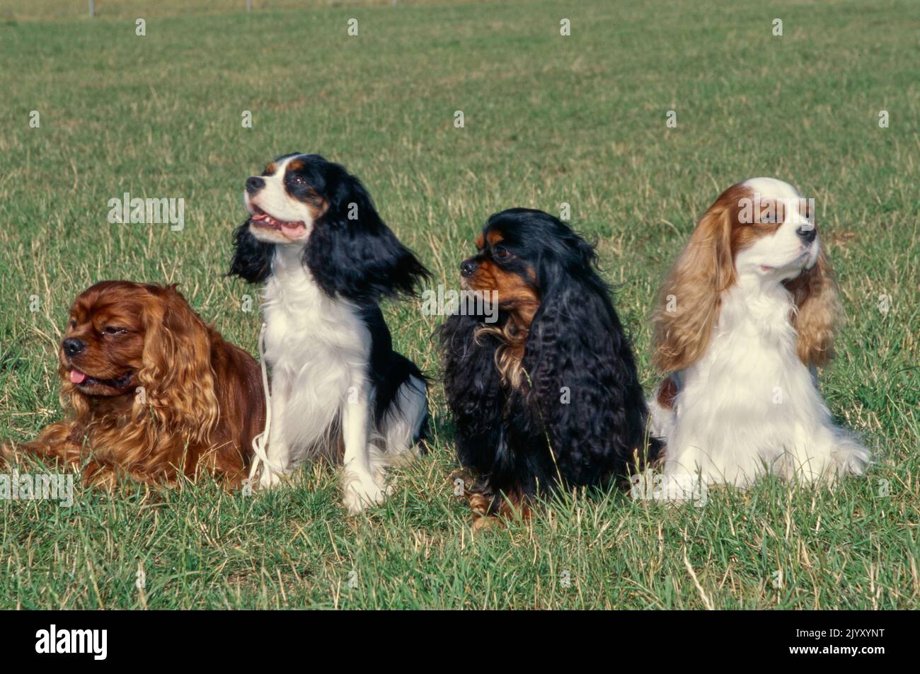 King Charles Spaniels dans le champ de pelouse Banque D'Images King Charles Spaniels dans le champ de pelouse Banque D'Images