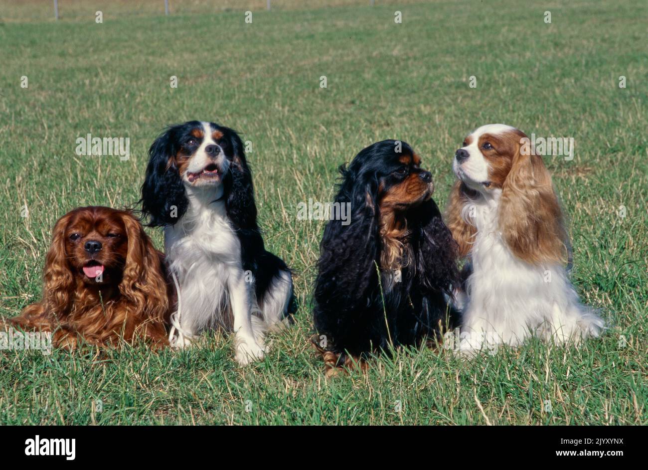 King Charles Spaniels dans le champ de pelouse Banque D'Images King Charles Spaniels dans le champ de pelouse Banque D'Images